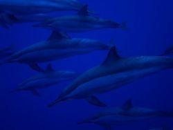 ca. 50 dolphins swimming around us for half an hour. by David Thompson 